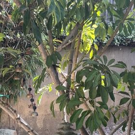 Photo of the plant species Octopus Tree by @PoshMexicanplum named Harmony on Greg, the plant care app