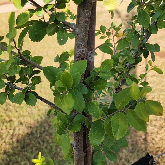Photo of the plant species Lacebark by @AstuteCucumber named Mochi on Greg, the plant care app