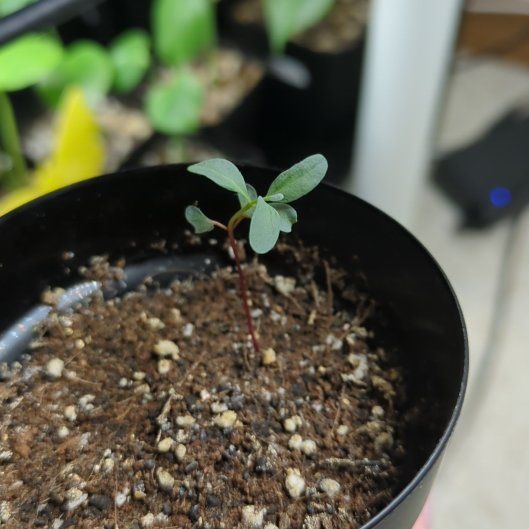 Photo of the plant species Florist Silver Dollar by @HomelyBiglaurel named Walt on Greg, the plant care app