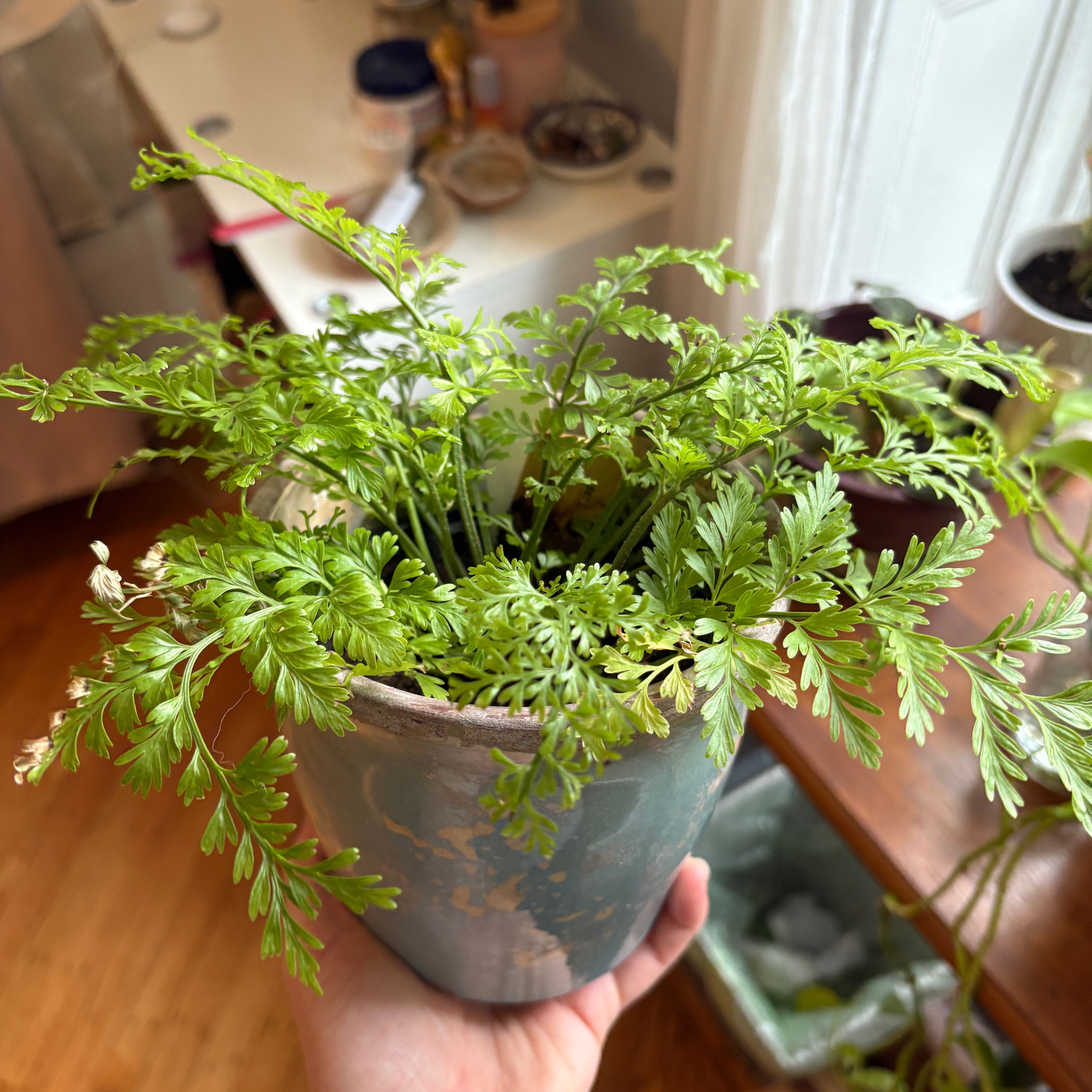 Photo of the plant species Hen and Chicken Fern by @StromantheSlave named Mother on Greg, the plant care app