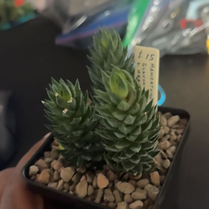 Photo of the plant species Haworthia glauca var. herrei by @SwellGrumichama named Ini on Greg, the plant care app