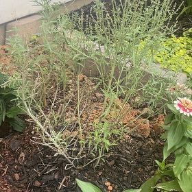 Photo of the plant species Perovskia 'Denim and Lace' by @ManlySierrapea named Orlando Bloom on Greg, the plant care app