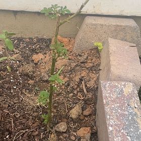 Photo of the plant species Asian spiderflower by @ManlySierrapea named Rainier on Greg, the plant care app