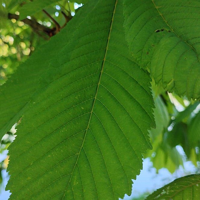Photo of the plant species European Horse-Chestnut by @GemRedmangrove named Gaga on Greg, the plant care app