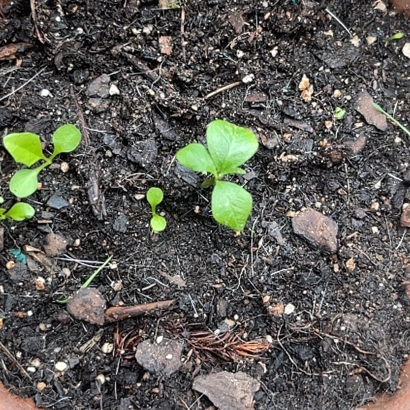 Photo of the plant species Broad-Leaved Starflower by @HotWildclematis named Navajo on Greg, the plant care app
