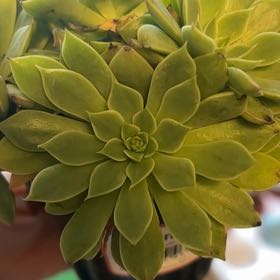 Photo of the plant species Bellum Altair by @WisePatchouli named Foxxy on Greg, the plant care app