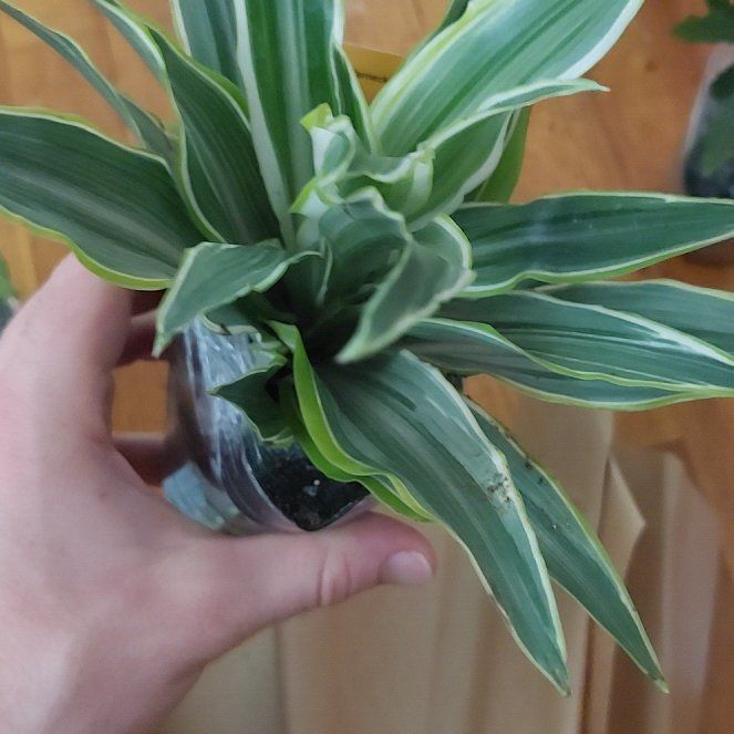 Photo of the plant species Dracaena Goldstar by @YokeCanangatree named Clooney on Greg, the plant care app