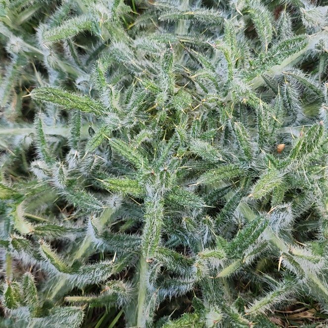 Photo of the plant species Spear Thistle by @BoldSpoonyucca named Delilah on Greg, the plant care app