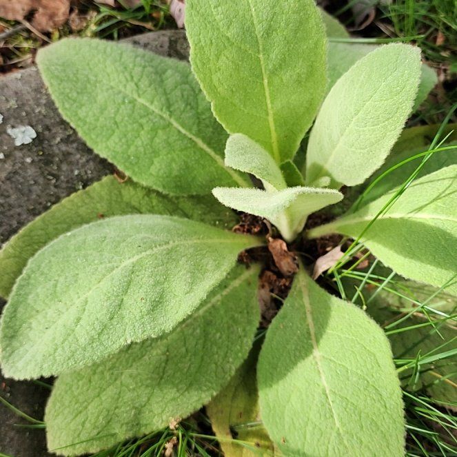 Photo of the plant species Mullein by @BoldSpoonyucca named Figyonce on Greg, the plant care app