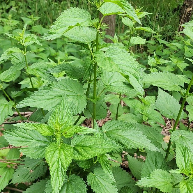 Photo of the plant species Hoary Stinging Nettle by @BoldSpoonyucca named Anne on Greg, the plant care app