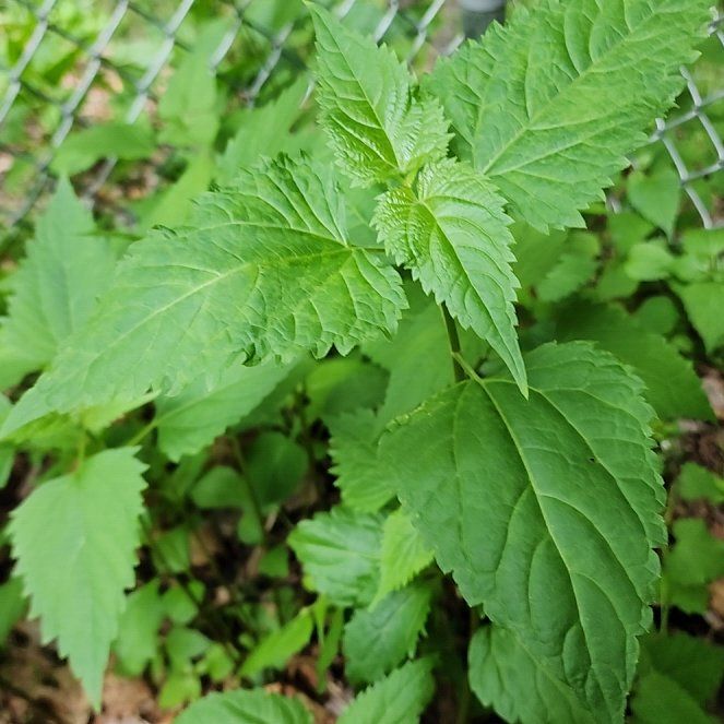Photo of the plant species Richweed by @BoldSpoonyucca named Sir Plancelot on Greg, the plant care app