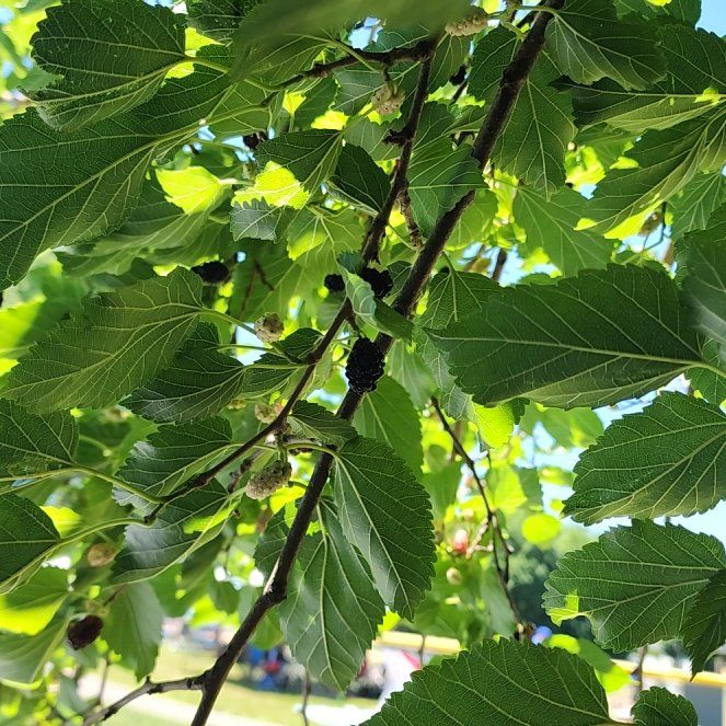 Photo of the plant species Black Mulberry by @BoldSpoonyucca named Cleopatra on Greg, the plant care app