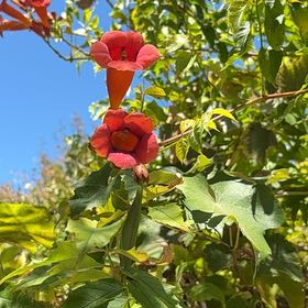Photo of the plant species Hummingbird Vine by @NoblyTinybluet named Rosa on Greg, the plant care app
