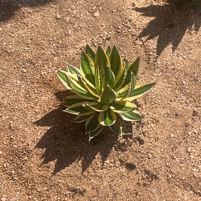 Photo of the plant species Quadricolor Century Plant by @DandyOakfern22 named Eva on Greg, the plant care app