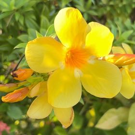 Photo of the plant species Allamanda Cathartica by @FitSagopondweed named Gomez on Greg, the plant care app