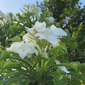 Photo of the plant species Fiddle Leaf Plumeria by @FitSagopondweed named Lola on Greg, the plant care app