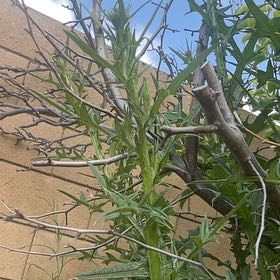 Photo of the plant species Pitcher's Thistle by @ExemplaryWasabi named Remington on Greg, the plant care app