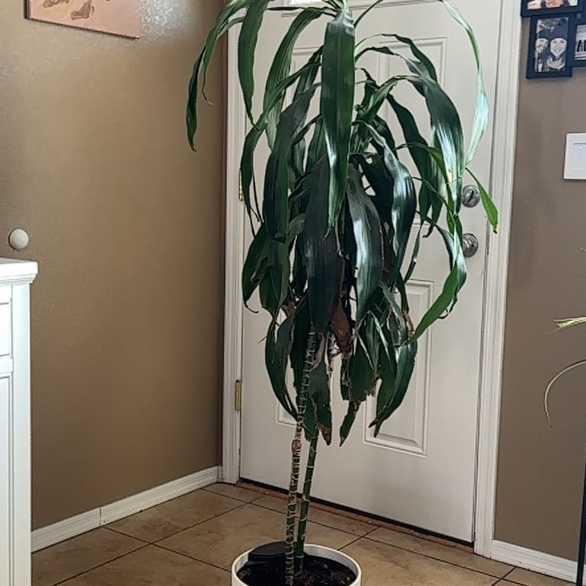 Photo of the plant species Dracaena Elegance by @RichDragonfruit named Bella on Greg, the plant care app