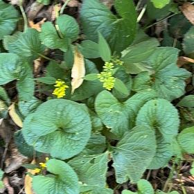 Photo of the plant species Smooth Yellow Violet by @SwiftCurryplant named Planty on Greg, the plant care app