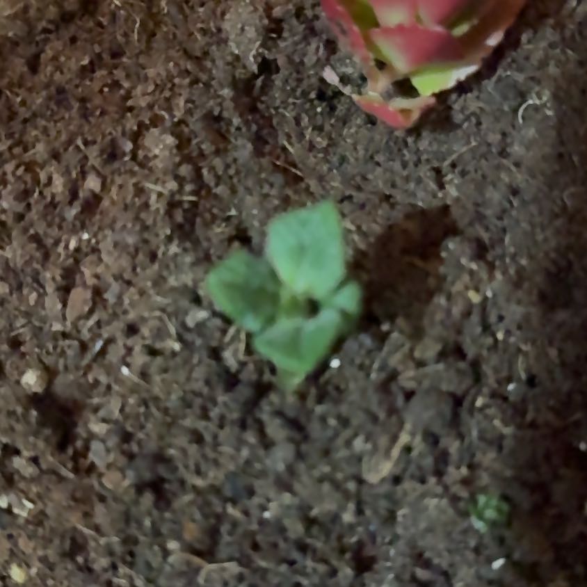 Photo of the plant species Broadleaf Enchanter's Nightshade by @EloquentPilea named Michelle Branch on Greg, the plant care app