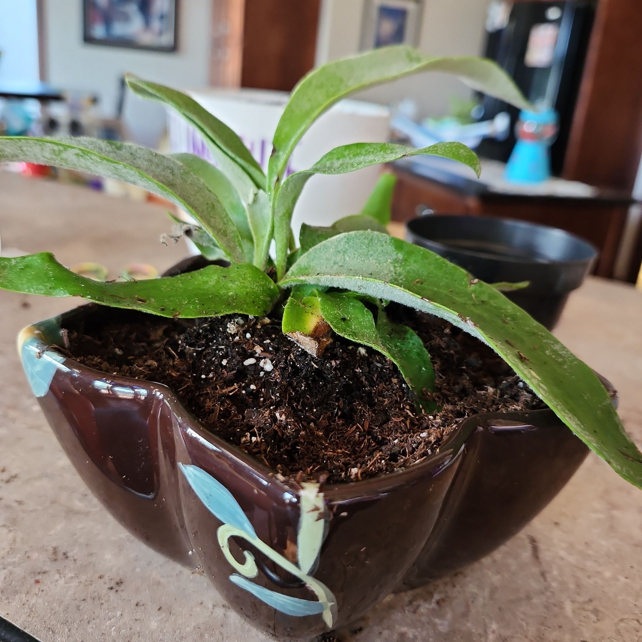 Photo of the plant species Elkhorn Fern by @YesPricklysedge named Eva on Greg, the plant care app
