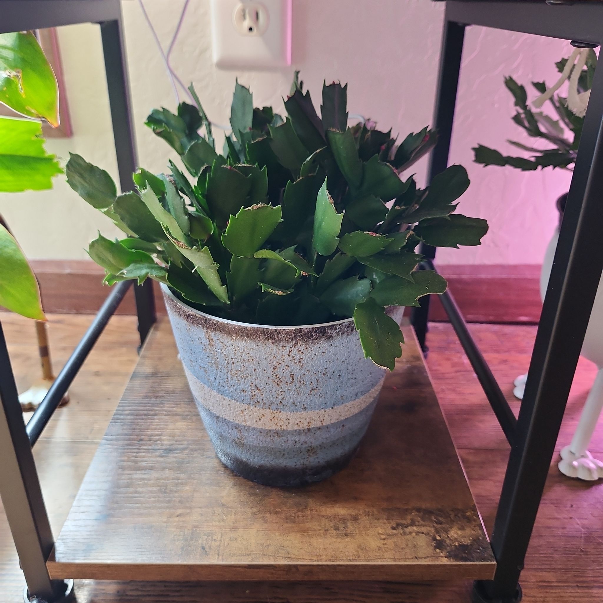 Photo of the plant species Christmas Cactus by @YesPricklysedge named LiloStitch on Greg, the plant care app
