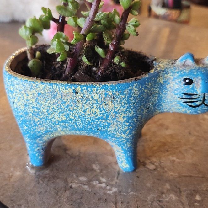 Photo of the plant species Elephant Bush Lilliput by @YesPricklysedge named Tolkien on Greg, the plant care app