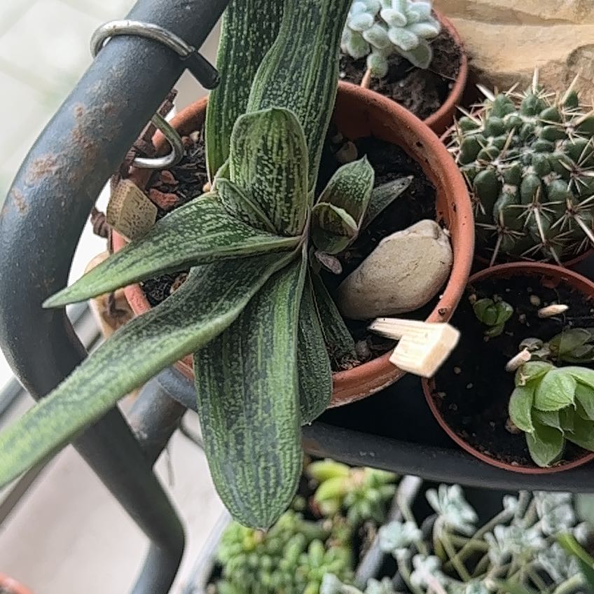 Photo of the plant species Cattle Tongue by @crackhouse named James Dean on Greg, the plant care app