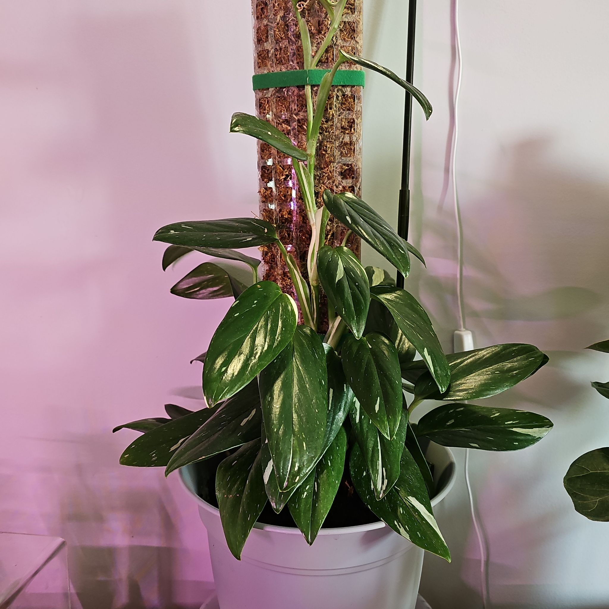 Photo of the plant species Monstera Standleyana 'Aurea Variegata' by @PerkyMontbretia named Stanley on Greg, the plant care app