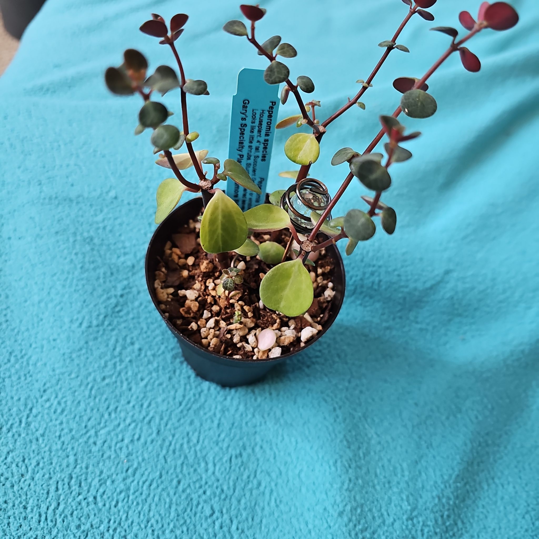 Photo of the plant species Monkey plant by @PerkyMontbretia named da Vinci on Greg, the plant care app