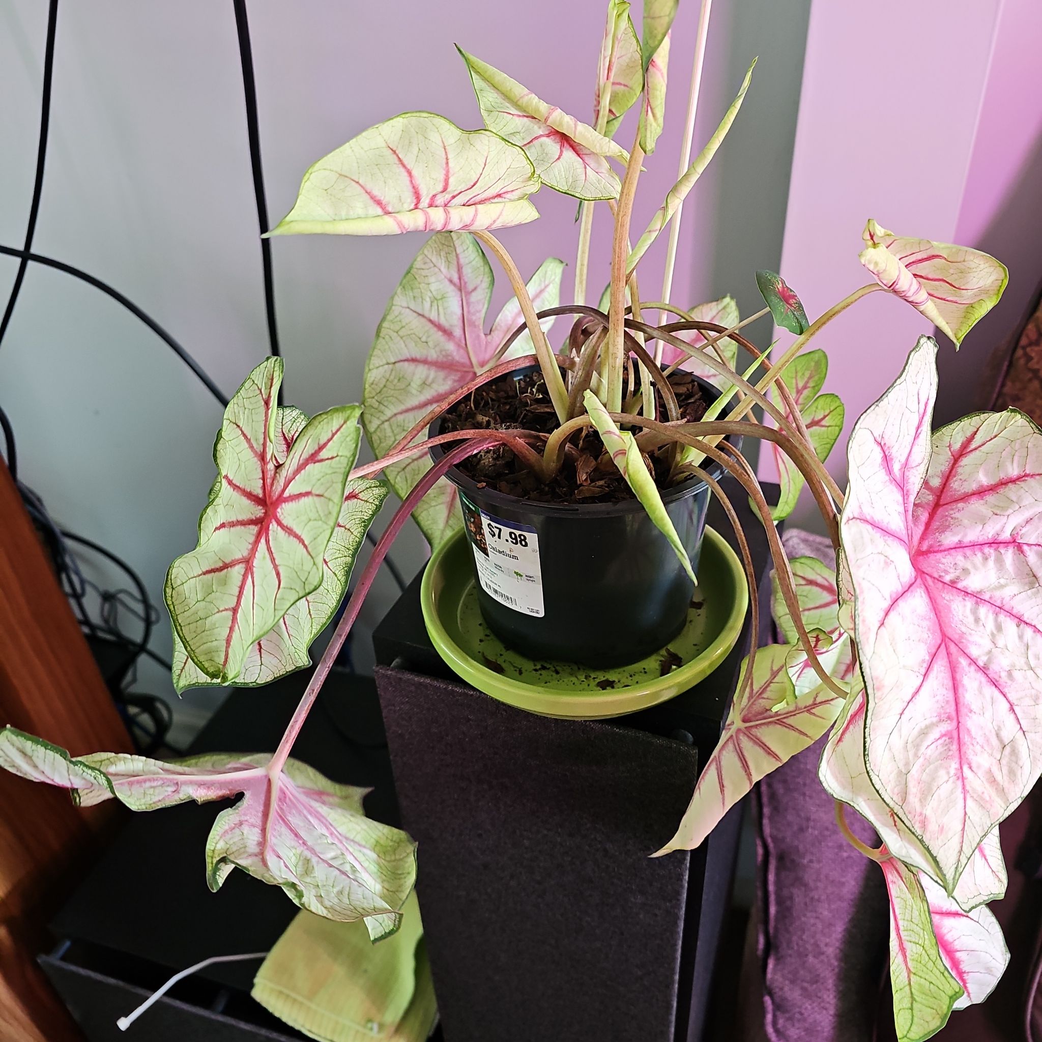 Photo of the plant species Fiesta Caladium by @PerkyMontbretia named Sproutacus on Greg, the plant care app