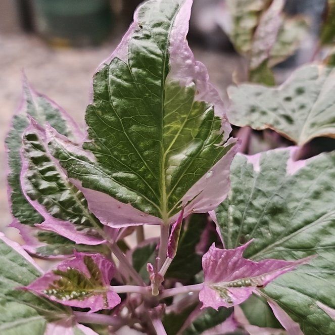 Photo of the plant species Sweet Potato Vine by @PerkyMontbretia named Lavender on Greg, the plant care app