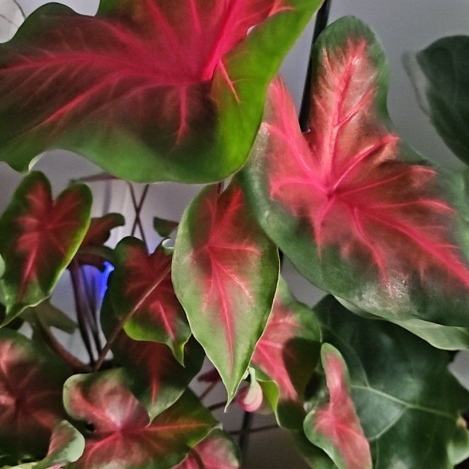 Photo of the plant species Brandywine Caladium by @PerkyMontbretia named Nemo on Greg, the plant care app