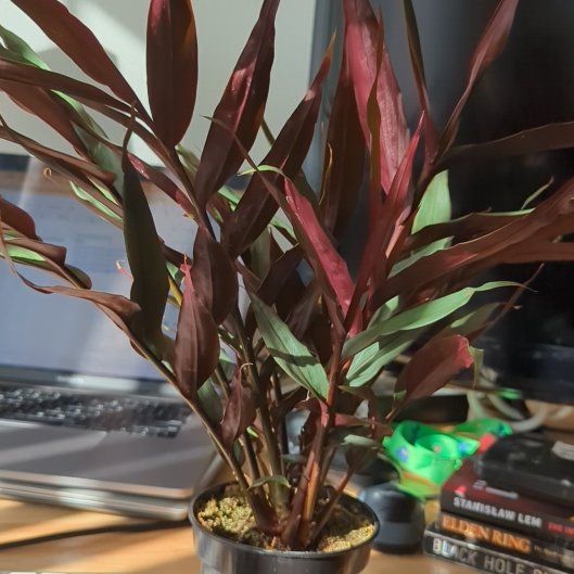Photo of the plant species Alpinia 'Red Rubin' by @FunBristlebrush named Red on Greg, the plant care app