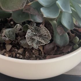 Photo of the plant species Pies from Heaven by @SelfmadeTievine named Remington on Greg, the plant care app