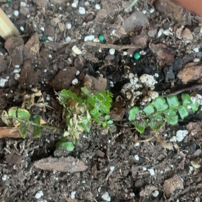 Photo of the plant species Green Spleenwort by @WiseGoldenpenda named Taylor Swift on Greg, the plant care app