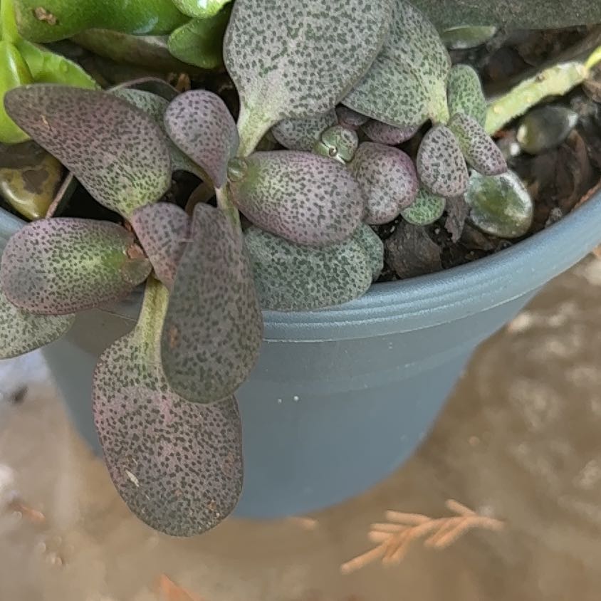 Photo of the plant species Fairy Crassula by @BentonBlackpea named Tolkien on Greg, the plant care app