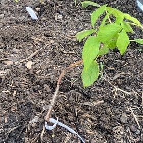 Photo of the plant species Heritage Raspberry by @SlickBanksrose named Captain Plant-it on Greg, the plant care app