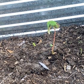 Photo of the plant species Heritage Raspberry by @SlickBanksrose named Gomez on Greg, the plant care app