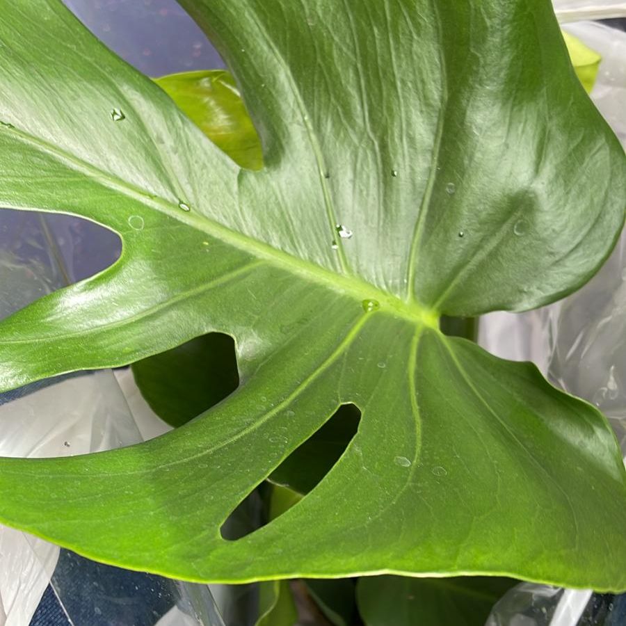 Photo of the plant species Aurea Swiss Cheese Plant by @JesterBokchoi12 named Wesley on Greg, the plant care app