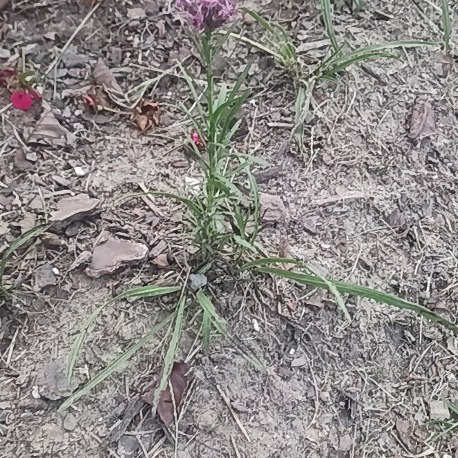 Photo of the plant species Plains Gayfeather by @LogicalDisphyma named Fernie Saunders on Greg, the plant care app