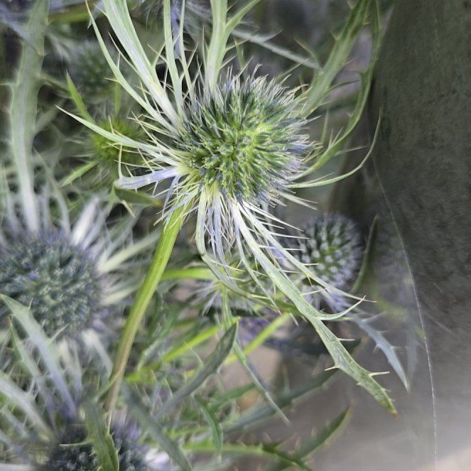 Photo of the plant species Mediterranean Sea Holly by @HumbleAlmond named Remington on Greg, the plant care app