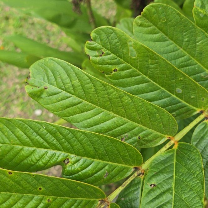 Photo of the plant species Candle Bush by @HumbleAlmond named Hemingway on Greg, the plant care app