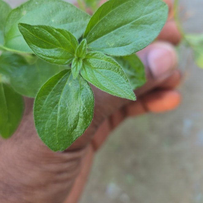 Photo of the plant species Spreading Pellitory by @HumbleAlmond named Clooney on Greg, the plant care app