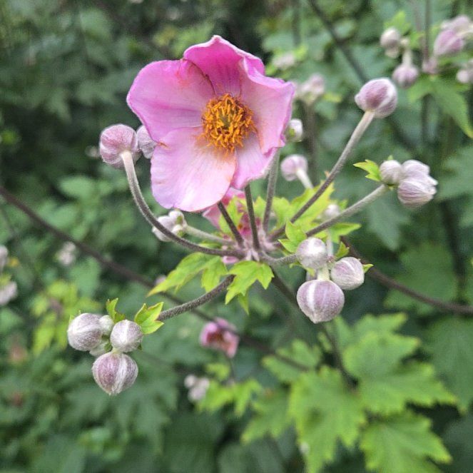 Photo of the plant species Eriocapitella hupehensis by @HumbleAlmond named Gates on Greg, the plant care app