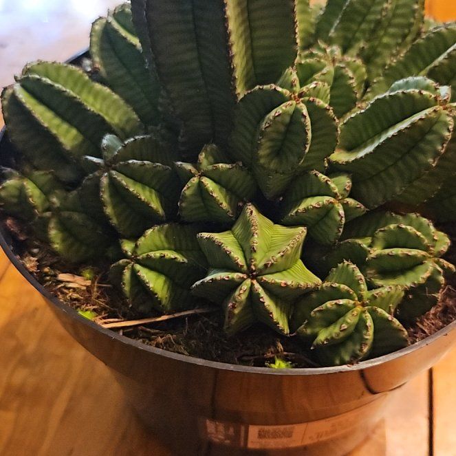 Photo of the plant species Succulent by @ProMealycupsage named McKinley on Greg, the plant care app
