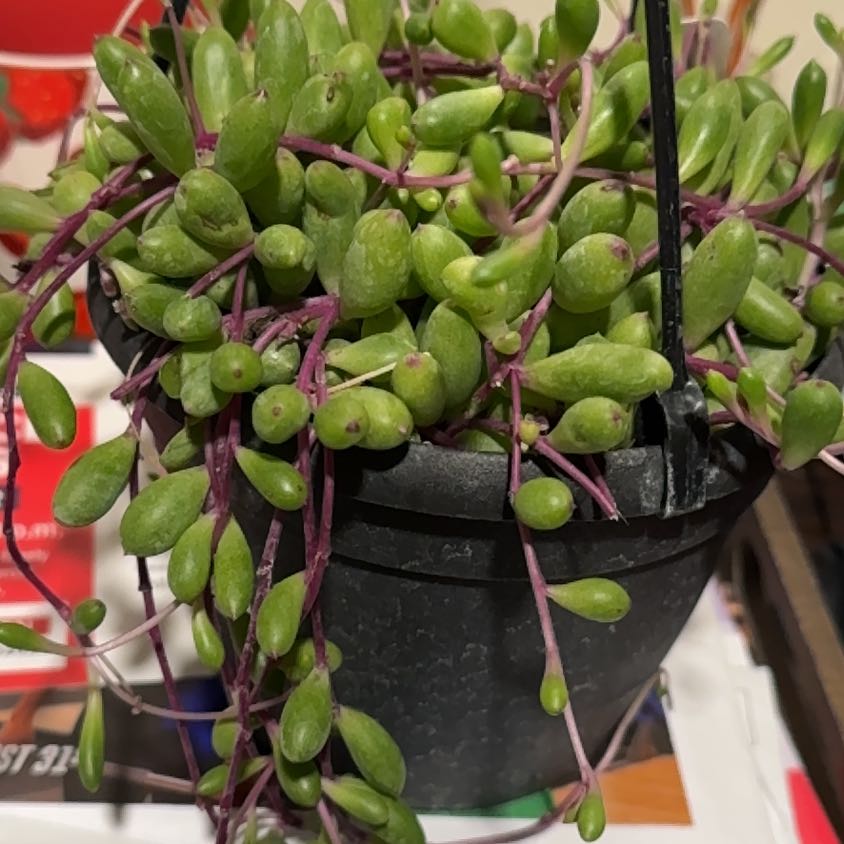Photo of the plant species ruby necklace by @CoolAgavecactus named Ruby on Greg, the plant care app