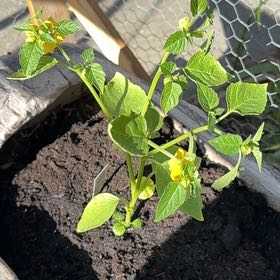 Photo of the plant species Tomatillo 'Super Verde' by @CoolAgavecactus named Super Verde on Greg, the plant care app