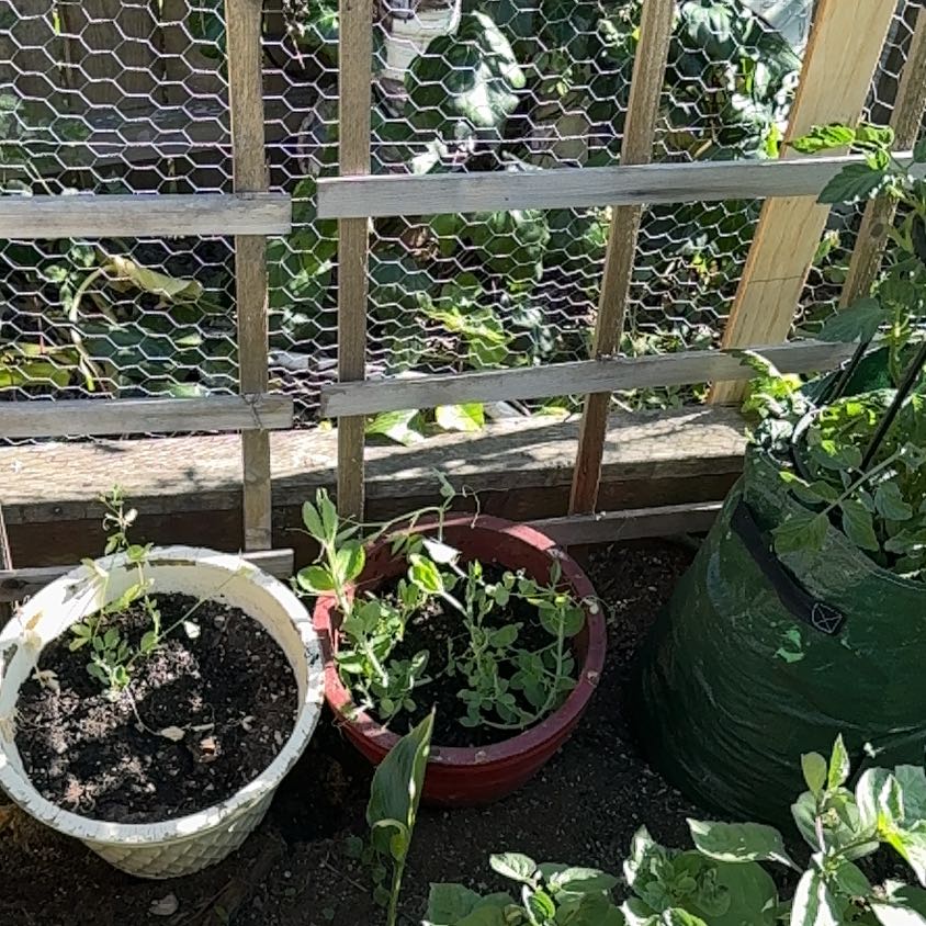 Photo of the plant species Lathyrus Odoratus by @CoolAgavecactus named Sweet Pea on Greg, the plant care app