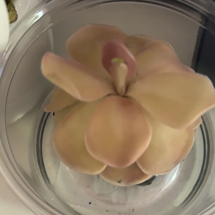 Photo of the plant species Pinguicula Weser by @CoolAgavecactus named Weezer on Greg, the plant care app